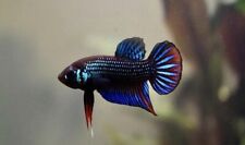 Pair betta imbellis for sale  LONDON