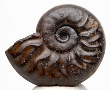 Ammonite sea shell for sale  Tucson