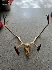 Caribou antlers for sale  Corona