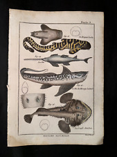 Bonnaterre shark sawfish d'occasion  Paris-