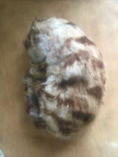 taxidermy cat for sale  COLYTON