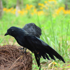 Elegant feathered ravens for sale  Shipping to Ireland