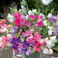 sweet pea plug plants for sale  COLCHESTER