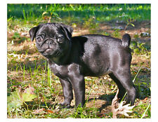 Black puppy pug for sale  Wyoming