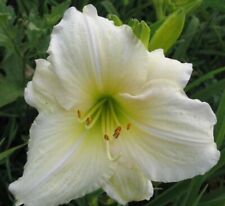 Daylily live bare for sale  Wakefield