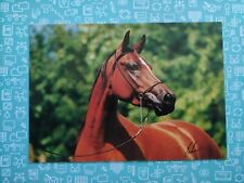 Pferdepostkarte vollblut arabe gebraucht kaufen  Borna