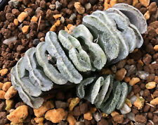 Giant Haworthia truncata cv 松本 Mr Akihiro Matsumoto with Offset no variegated 15 for sale  Shipping to South Africa