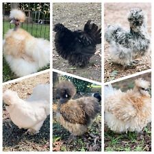 Silkie satin showgirl for sale  Glenwood