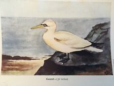 Antique print gannet for sale  TORRINGTON