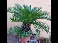 Cycas totale cm. usato  Vitulazio