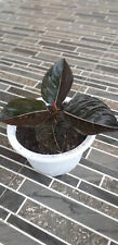 Used, Aglaonema Rotundum Aceh Rare Plant Free Phytosanitary Certificate for sale  Shipping to South Africa