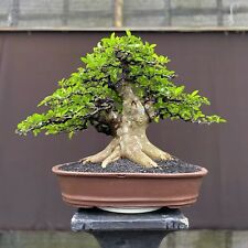 Ficus bonsai de semilla | Ficus árbol Bonsai | Bonsai Ficus Loa segunda mano  Embacar hacia Argentina