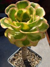 Gorgeous Aeonium 'ZEUS' for sale  Shipping to South Africa