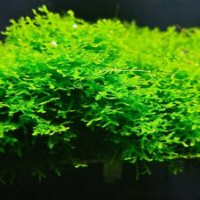 Coral moss riccardia usato  Quarrata