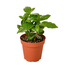 Live house plants for sale  Mount Holly