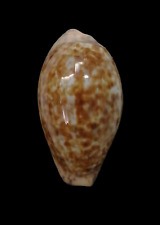 Conchiglia shell cypraea usato  San Cesareo