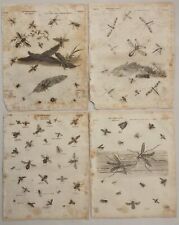 LOT 1700s antique 4pc ENGRAVINGS ENTOMOLOGY art DIPTERA insect fly for sale  Shipping to South Africa