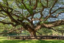 Semi albero della usato  Spedire a Italy