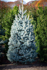 Blue spruce seeds for sale  Saint Augustine