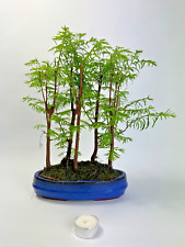 Bonsai metasequoia glyptostrob gebraucht kaufen  Böhl-Iggelheim