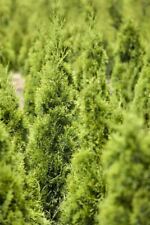 Edel thuja ccidentalis gebraucht kaufen  Westerstede