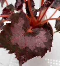 Begonia black red for sale  Castle Rock