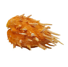 Used, Orange Spiny Oyster Spondylus 5.5" x 7" Shell for sale  Shipping to South Africa