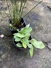 Tongue fern plant for sale  CLITHEROE
