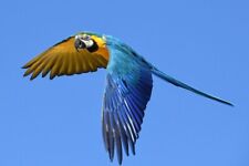 Blue gold macaw for sale  San Angelo