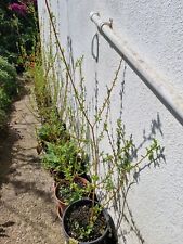Willow trees pots for sale  TRURO