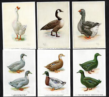 Duck goose breeds for sale  BRIDPORT