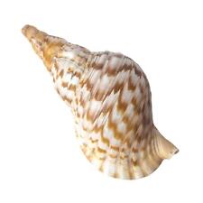 13 1/2" Pacific Giant Triton Shell Sea Snail Cone Charonia tritonis Trumpet for sale  Shipping to South Africa