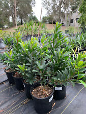 Elaeocarpus decipiens japanese for sale  Winter Haven