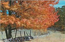 Autumn glory tree for sale  Dayton