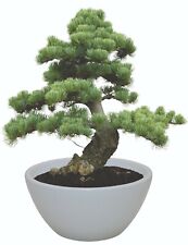 Indoor bonsai jerusalem for sale  CIRENCESTER