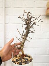 Used, Commiphora Engraved Old Rare Succulent Caudiciform Cactus Caudex Desert Plant for sale  Shipping to South Africa