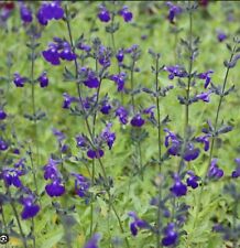 Salvia purple queen for sale  BECCLES