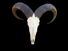 horns skull aoudad sheep for sale  Signal Mountain