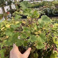 Used, PELARGONIUM ‘MARIE THOMAS’! SCENTED GERANIUM! for sale  Shipping to South Africa