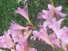 Three belladonna amaryllis for sale  Crestwood