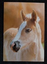 Pferdepostkarte pferde pferdep gebraucht kaufen  Sondershausen