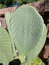 Opuntia cactus hybrid d'occasion  Expédié en Belgium