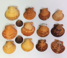 Lot orange scallop for sale  Shipping to Ireland