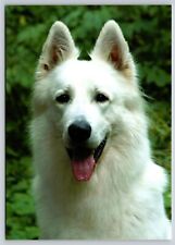 Postcard White Swiss Shepherd Dog Breed Canis lupus familiaris for sale  Shipping to South Africa