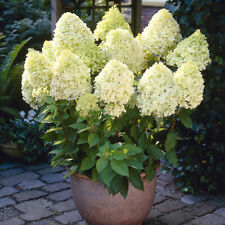Hydrangea paniculata limelight for sale  PETERBOROUGH