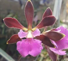 Encyclia rioclarense orchid for sale  Nashville
