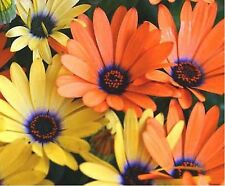 African daisy mixed for sale  Lakemore