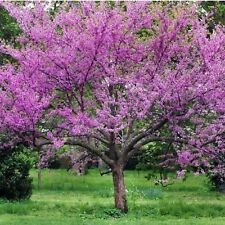 Graines arbre judée d'occasion  France