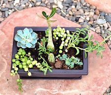 Live succulents mini for sale  Buckeye