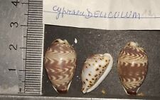 Collection cypraea palmadusta d'occasion  Champigny-sur-Marne
